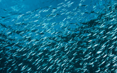Más integral y sostenible: investigadores proponen método de gestión para pesquerías mixtas y multiespecíficas