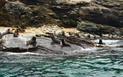 Una pieza clave para la biodiversidad: biólogo marino detalla qué hace tan especial al Archipiélago de Humboldt y por qué deberíamos protegerlo