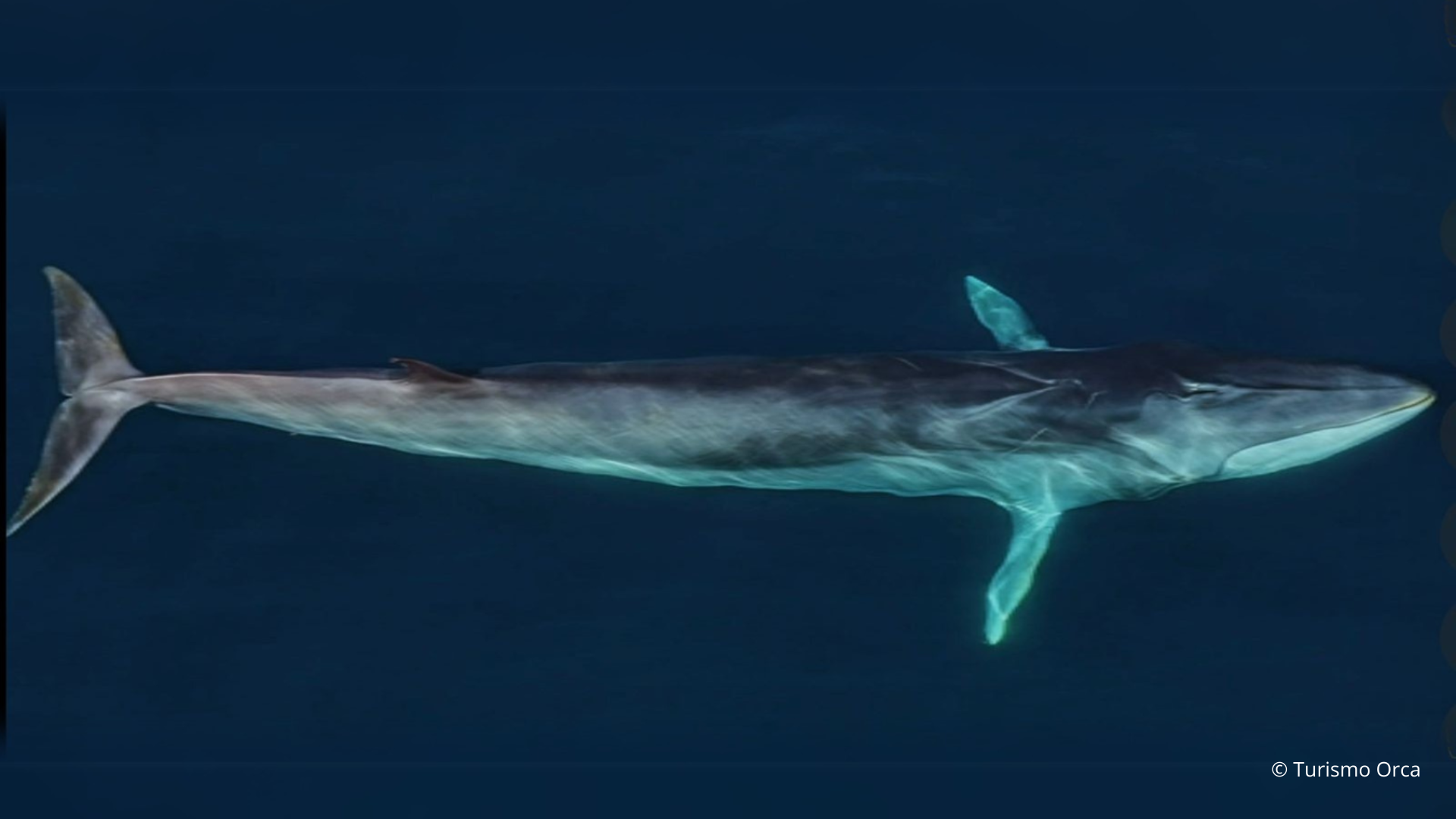 ballena 1