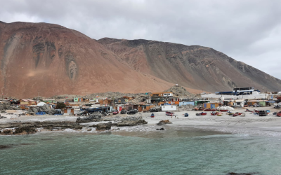 Estudio revela que la Región de Antofagasta sería clave para asegurar el futuro del pulpo del norte