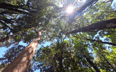 Entre mar y alerces: Una travesía de 11 kilómetros hacia Caleta Huellelhue, uno de los bosques costeros mejor conservados del sur de Chile
